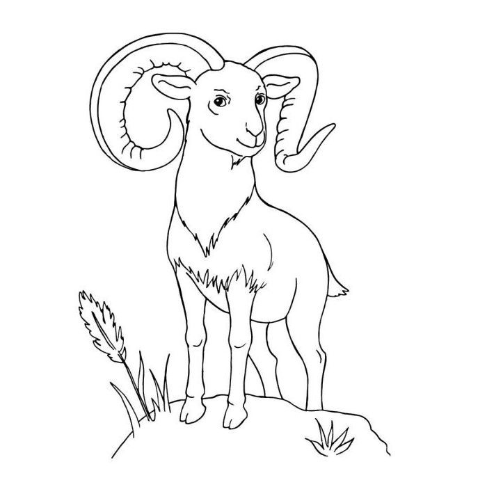 Книга Велика книга розмальовок. Тварини Ранок (9789667617622) зображення 6