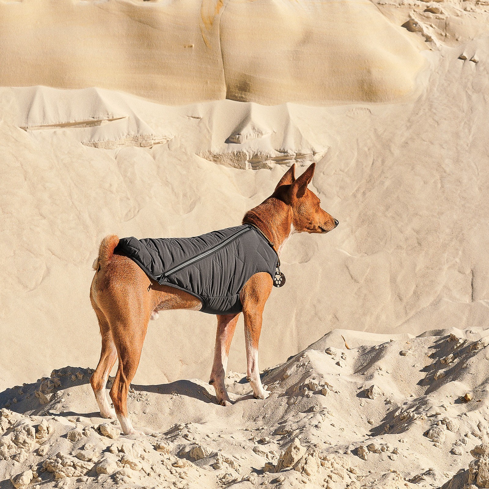 Жилет для животных Pet Fashion "E.Vest" XS-2 серый (4823082424368) изображение 5