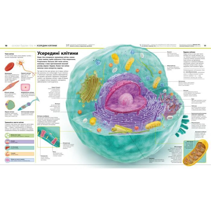 Книга Енциклопедія знань. Тіло людини - Філіп Базеліс, Пітер Крісп, Стів Хоффман Ранок (9786170993953) изображение 3