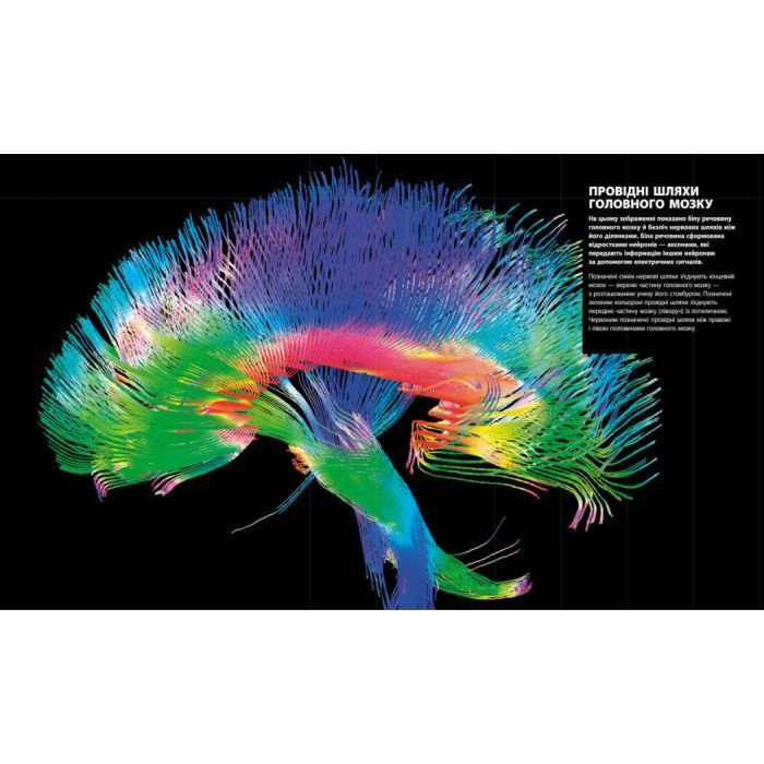 Книга Енциклопедія знань. Тіло людини - Філіп Базеліс, Пітер Крісп, Стів Хоффман Ранок (9786170993953) изображение 5