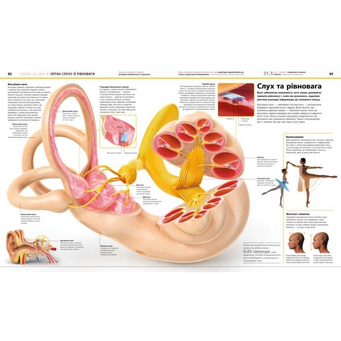 Книга Енциклопедія знань. Тіло людини - Філіп Базеліс, Пітер Крісп, Стів Хоффман Ранок (9786170993953) изображение 6