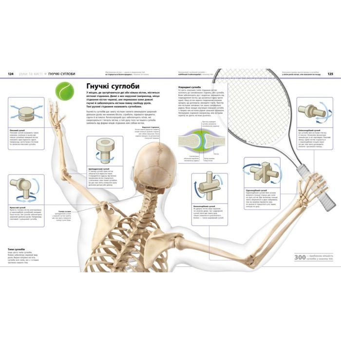 Книга Енциклопедія знань. Тіло людини - Філіп Базеліс, Пітер Крісп, Стів Хоффман Ранок (9786170993953) изображение 7