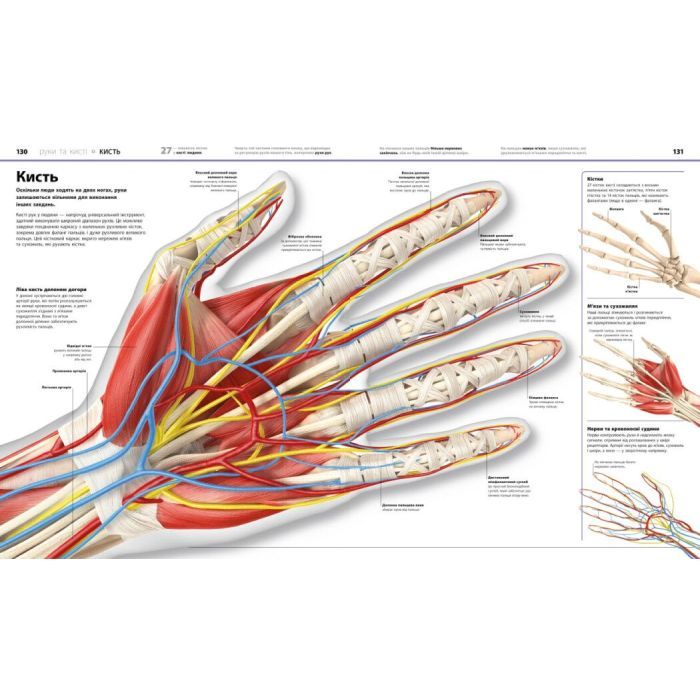 Книга Енциклопедія знань. Тіло людини - Філіп Базеліс, Пітер Крісп, Стів Хоффман Ранок (9786170993953) изображение 8