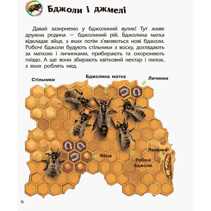 Книга Комахи. Енциклопедія дошкільника - Ю.В. Каспарова Ранок (9786170937292) изображение 11