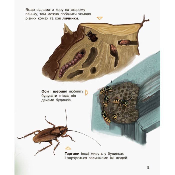 Книга Комахи. Енциклопедія дошкільника - Ю.В. Каспарова Ранок (9786170937292) зображення 5