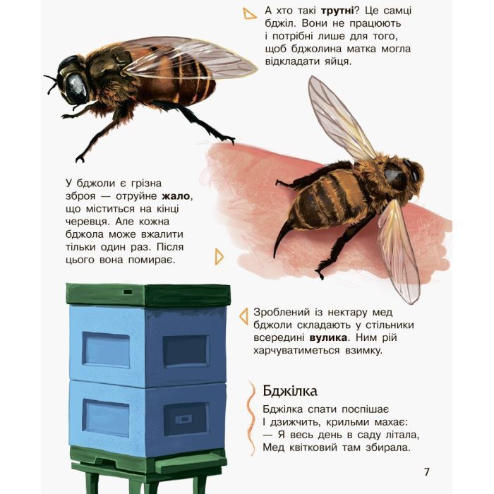 Книга Комахи. Енциклопедія дошкільника - Ю.В. Каспарова Ранок (9786170937292) зображення 7