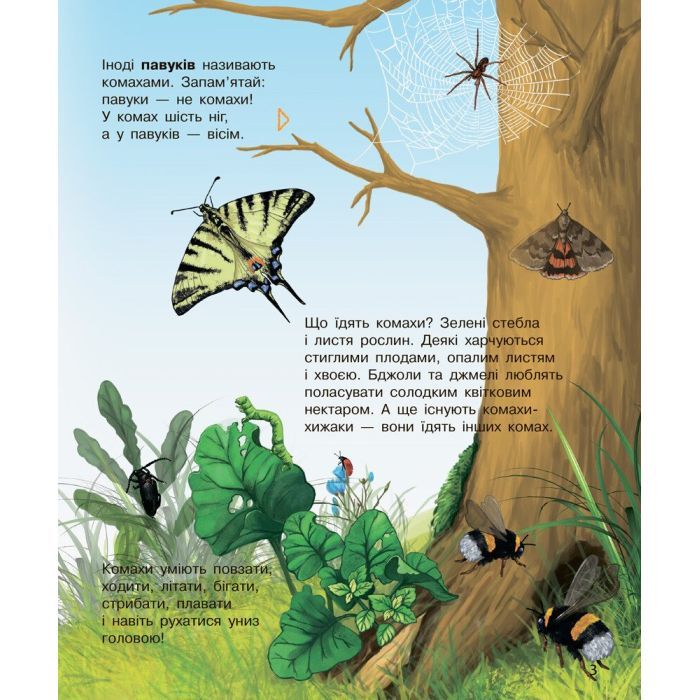 Книга Комахи. Енциклопедія дошкільника - Ю.В. Каспарова Ранок (9786170937292) изображение 8