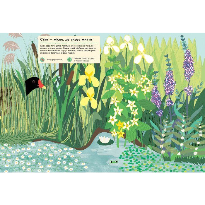 Книга Річка і ставок. Моя книга природи - Олівія Косно Ранок (9786170940988) изображение 3
