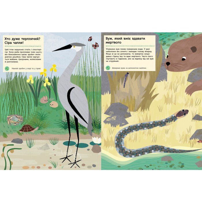 Книга Річка і ставок. Моя книга природи - Олівія Косно Ранок (9786170940988) изображение 4