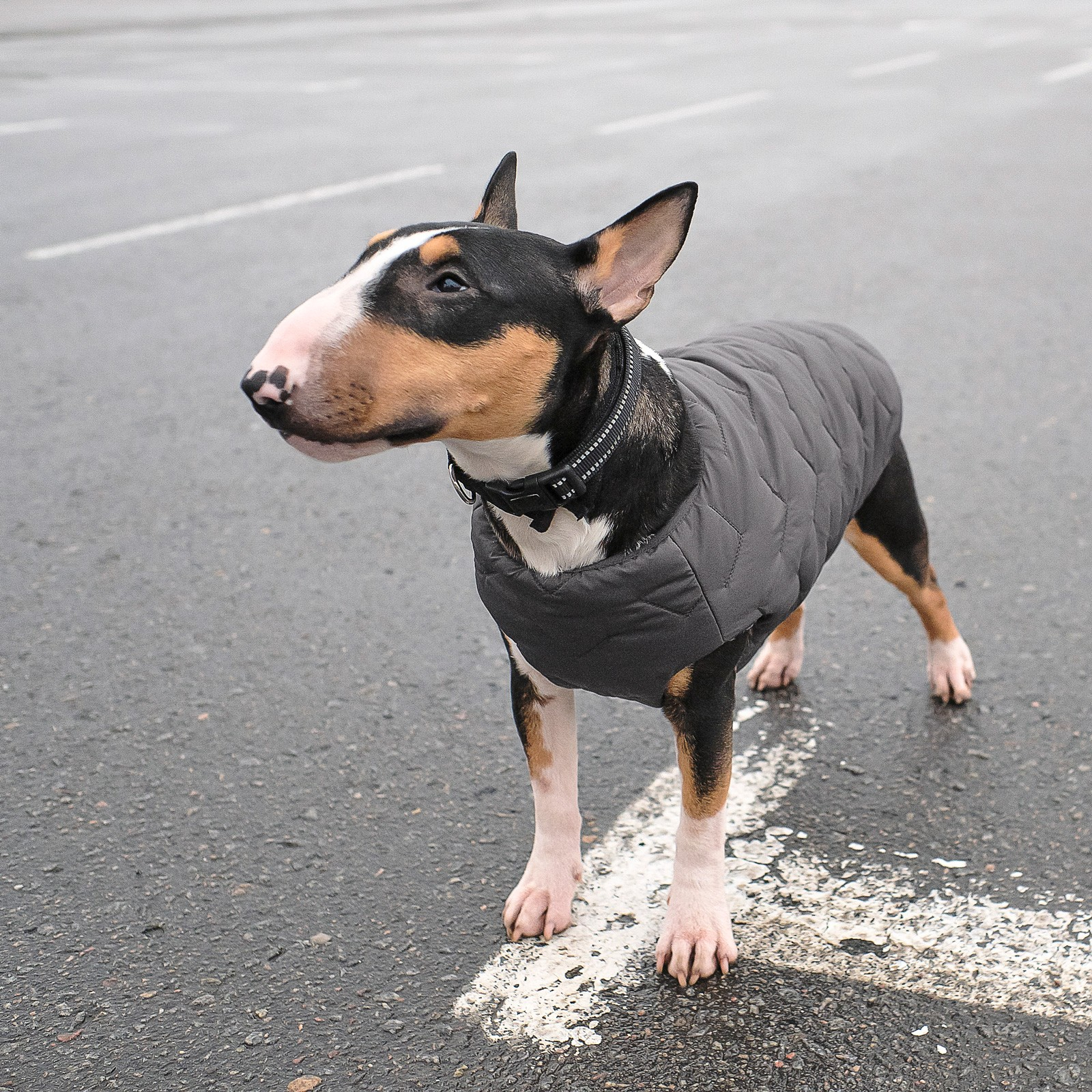 Жилет для животных Pet Fashion "E.Vest" L серый (4823082424412) изображение 4