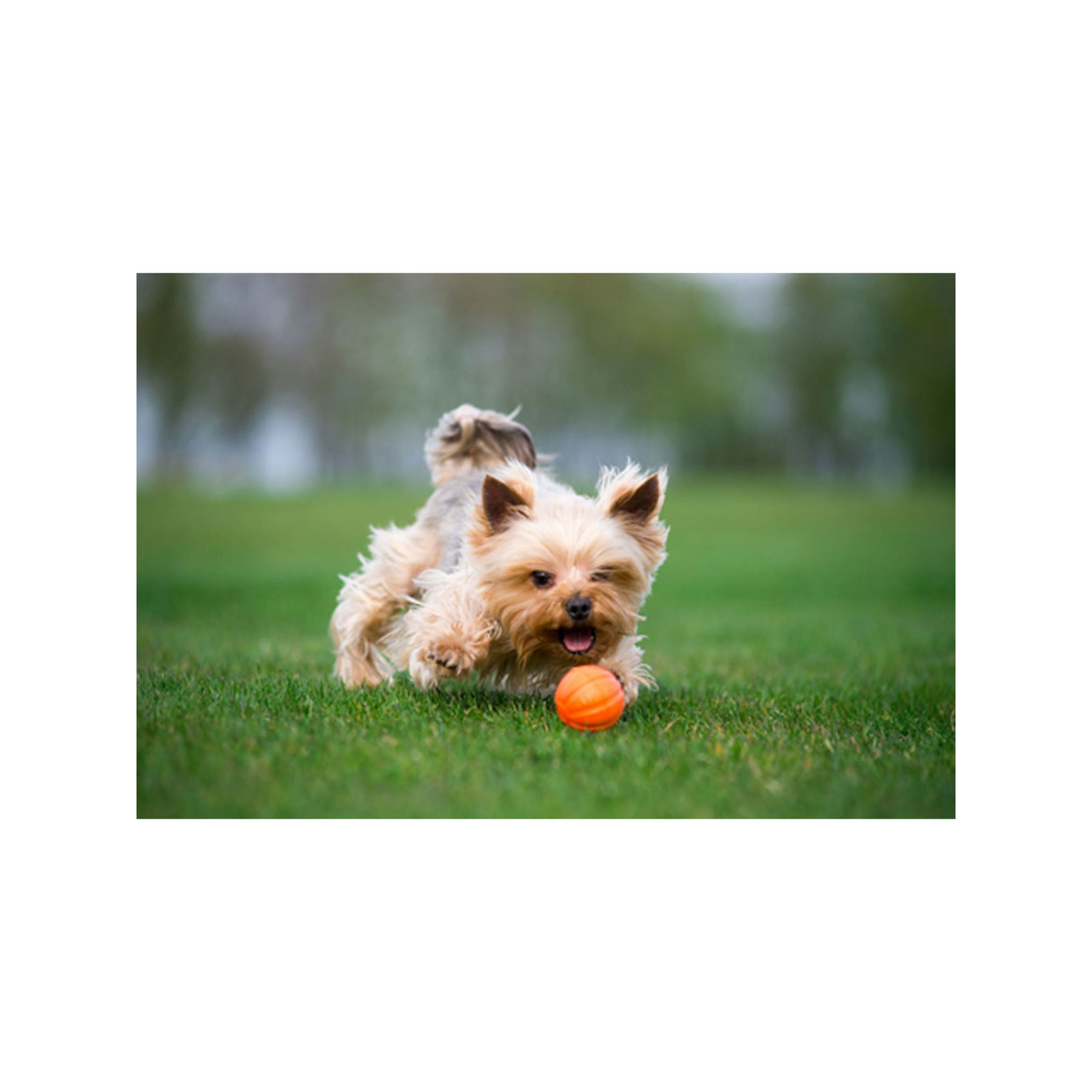 Игрушка для собак Liker Мячик 9 см (6295) изображение 3