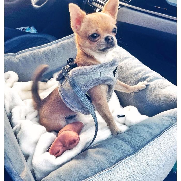 Автомобильное кресло для животных Chloe's Home Paris M/L 65х45 см серое (CLH1028) изображение 2