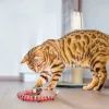 Игрушка для кошек Lapka Интерактивная Змея (DCT-28) изображение 9