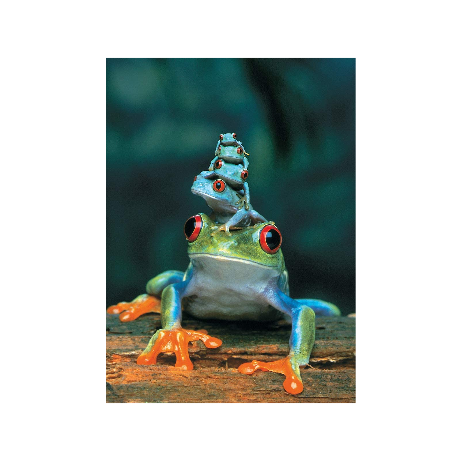 Пазл Eurographics Червоноока деревна жаба 1000 елементів (6000-3004) зображення 2
