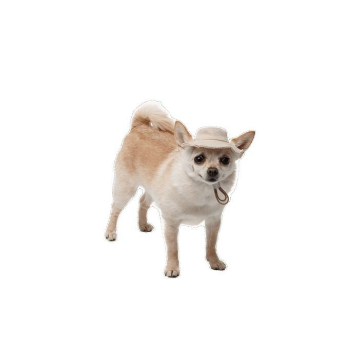 Кепка для животных Pet Fashion Gold M (4823082446032) изображение 2