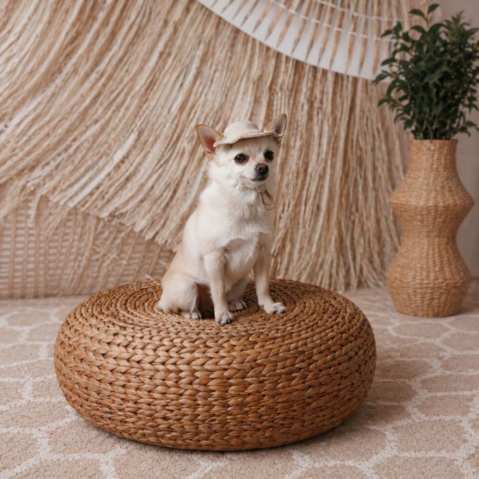 Кепка для животных Pet Fashion Gold M (4823082446032) изображение 7