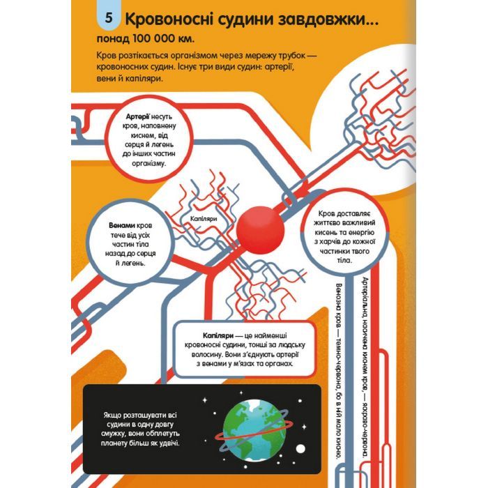 Книга 100 фактів про людське тіло #книголав (9786178012090) зображення 9