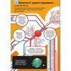 Книга 100 фактів про людське тіло #книголав (9786178012090) зображення 9