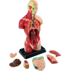 Набір для експериментів EDU-Toys Анатомічна модель людини збірна 27 см (MK027) зображення 2