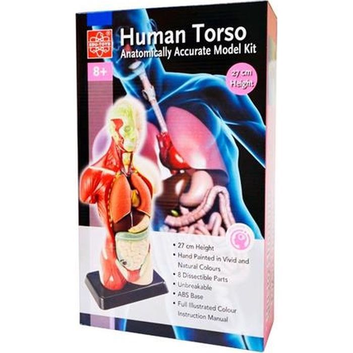 Набір для експериментів EDU-Toys Анатомічна модель людини збірна 27 см (MK027) зображення 3