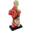 Набор для экспериментов EDU-Toys Анатомическая модель человека сборная 27 см (MK027)