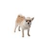 Кепка для животных Pet Fashion Gold S (4823082446049) изображение 2