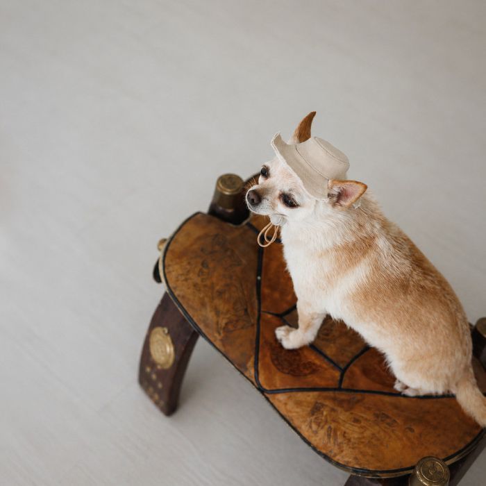 Кепка для животных Pet Fashion Gold XL (4823082446056) изображение 3