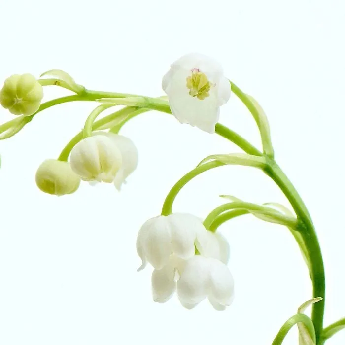 Олія для волосся La'dor Angel Muguet 30 мл (8809982982562) зображення 4