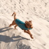 Жилет для животных Pet Fashion E.Vest морская волна XL (4823082424184) изображение 4
