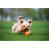 Іграшка для собак Liker М'ячик 7 см (6294) зображення 3