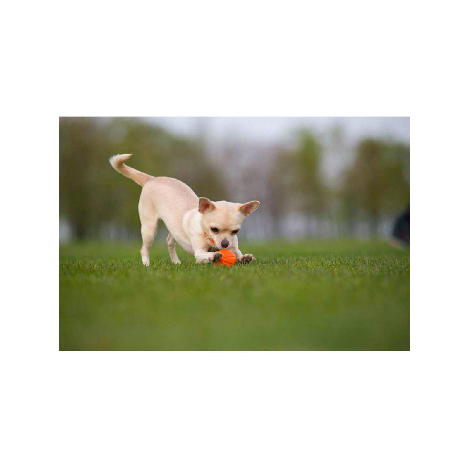 Игрушка для собак Liker Мячик 7 см (6294) изображение 4