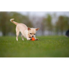 Игрушка для собак Liker Мячик 7 см (6294) изображение 4