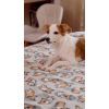 Плед Ardesto Fleece 100% полиэстер 130x160см корги (ART0713PB) изображение 8