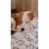 Плед Ardesto Fleece 100% полиэстер 130x160см корги (ART0713PB) изображение 9
