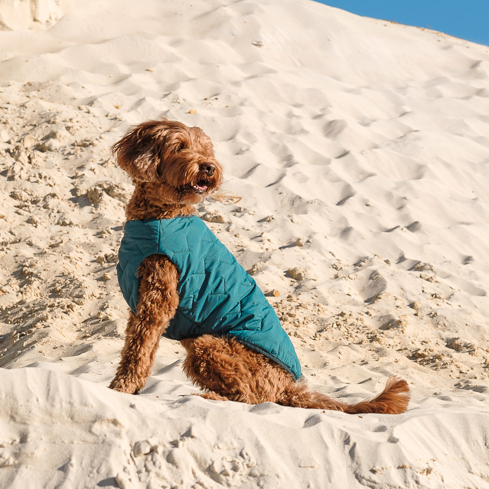 Жилет для животных Pet Fashion E.Vest морская волна S-M (4823082424146) изображение 5