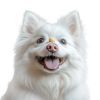 Лакомство для собак WAUDOG Treats Хрустящие творожные шарики 30 г (4460) изображение 5