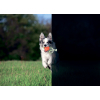 Игрушка для собак Liker Lumi Мячик со светонакопительным шнурком 9 см (6284) изображение 4