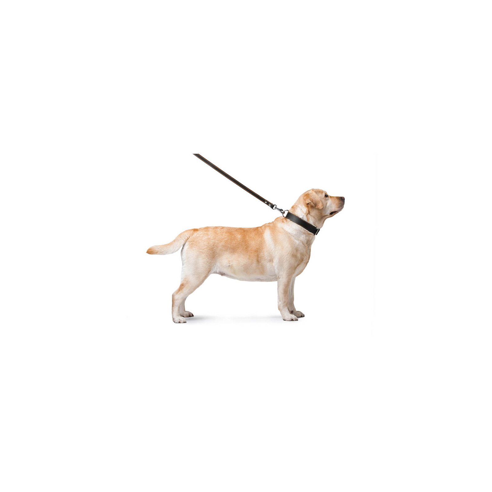 Повідок для собак Collar подвійний з прошивкою Ш 20 мм Д 122 см чорний (04741) зображення 4