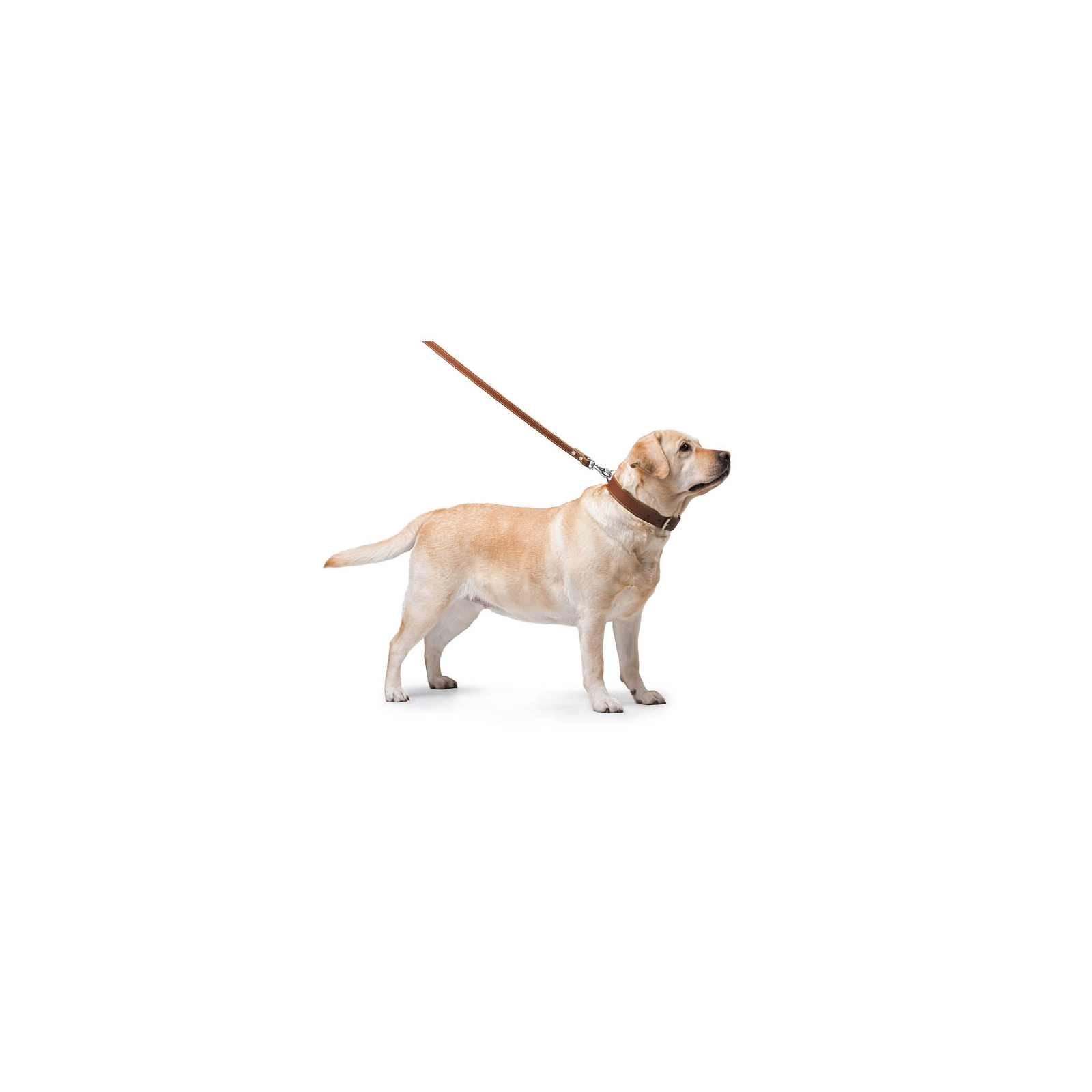 Повідок для собак Collar подвійний з прошивкою Ш 14 мм Д 122 см коричневий (04526) зображення 3