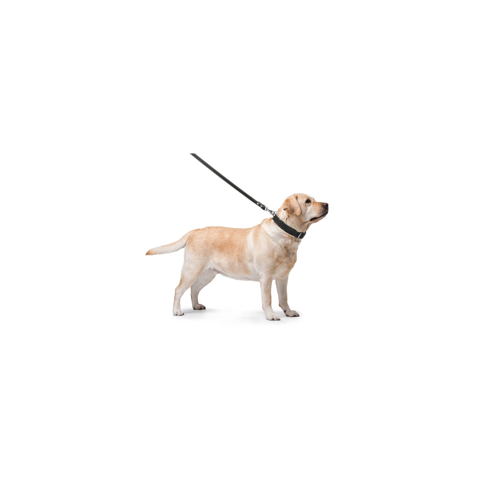 Повідок для собак Collar подвійний з прошивкою Ш 25 мм Д 122 см чорний (04821) зображення 3
