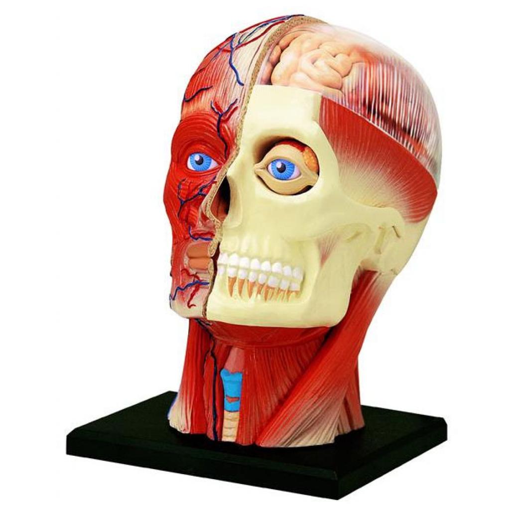 Пазл 4D Master Объемная анатомическая модель Голова человека (FM-626103) изображение 2