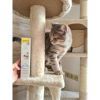 Паста для животных GimCat Expert Line Kitten витаминизированная 50 г (4002064920191) изображение 3