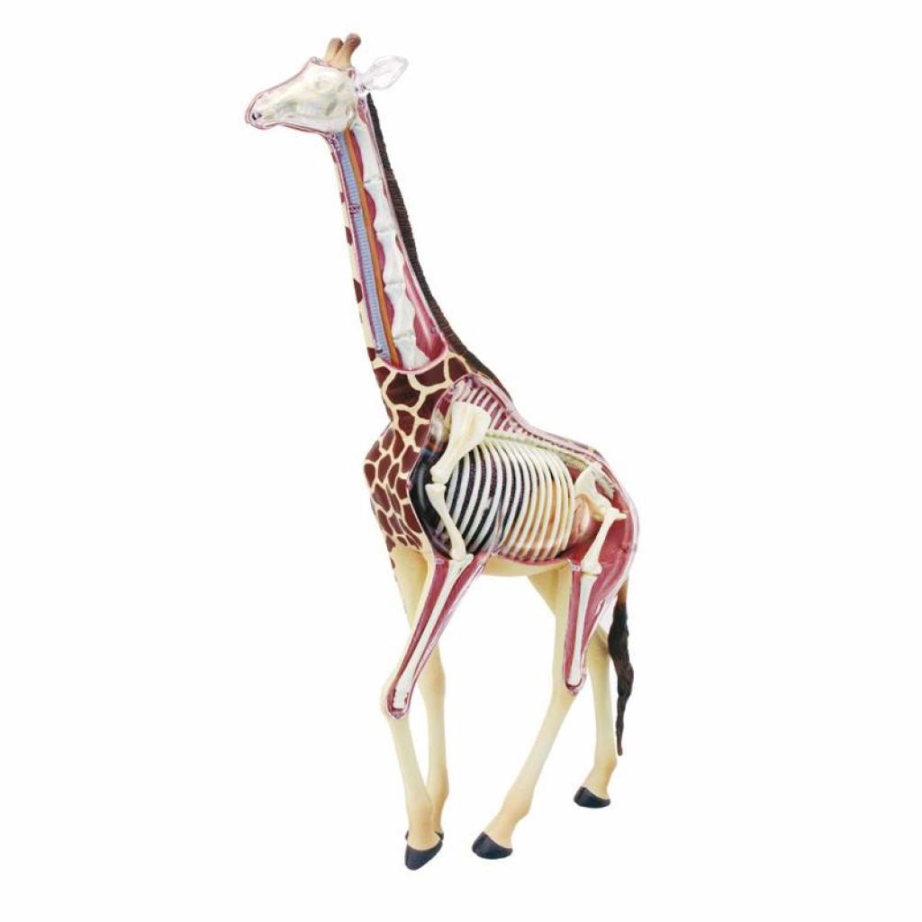 Пазл 4D Master Объемная анатомическая модель Жираф (FM-622011) изображение 2