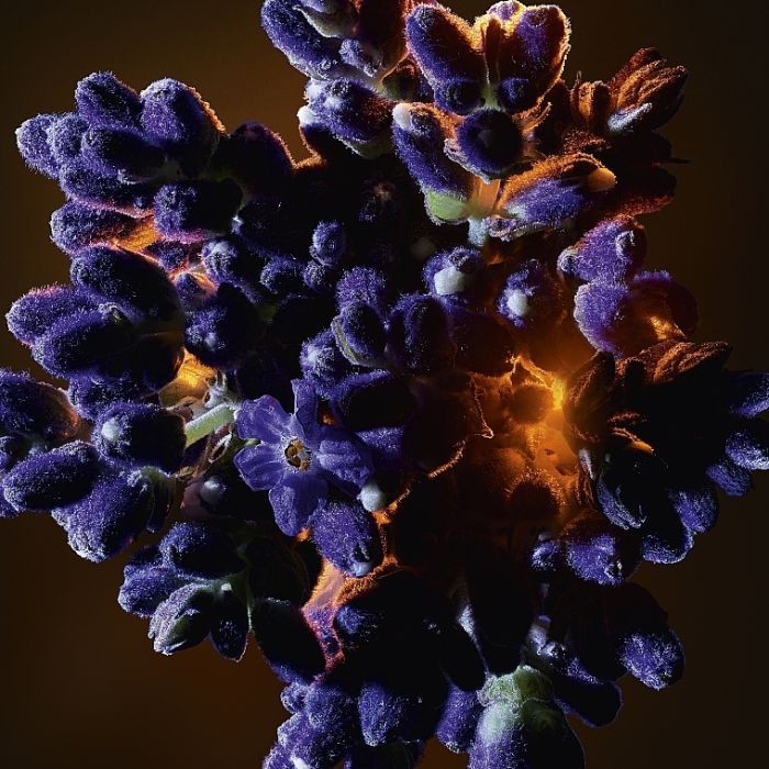 Парфюмированная вода Yves Saint Laurent Libre Flowers & Flames 50 мл (3614274151152) изображение 5