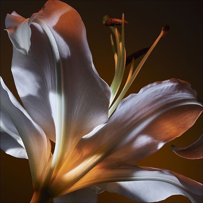 Парфюмированная вода Yves Saint Laurent Libre Flowers & Flames 50 мл (3614274151152) изображение 6