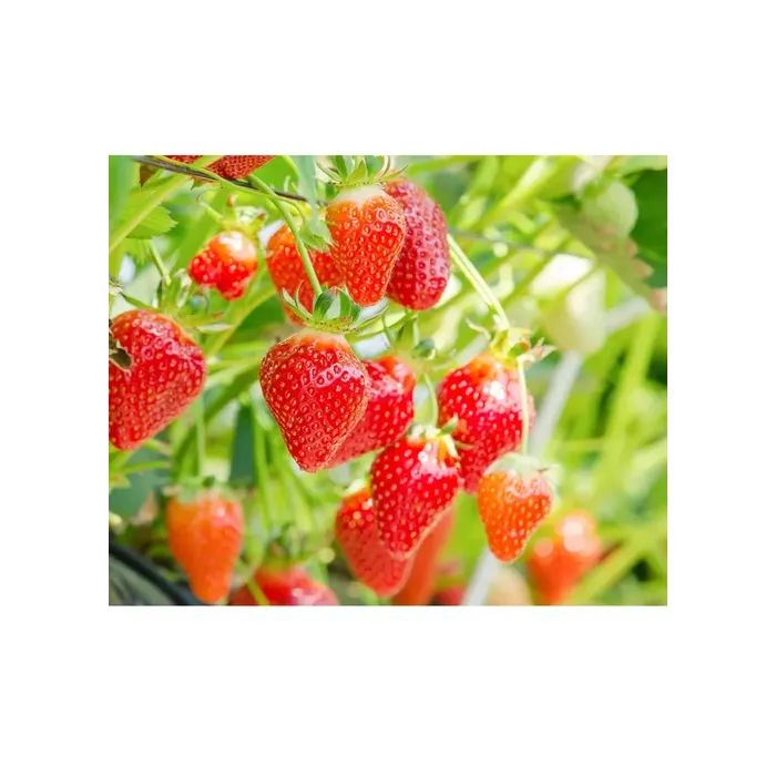 Маска для лица Lululun Premium Face Mask Strawberry 7 шт (4582305065930) изображение 3