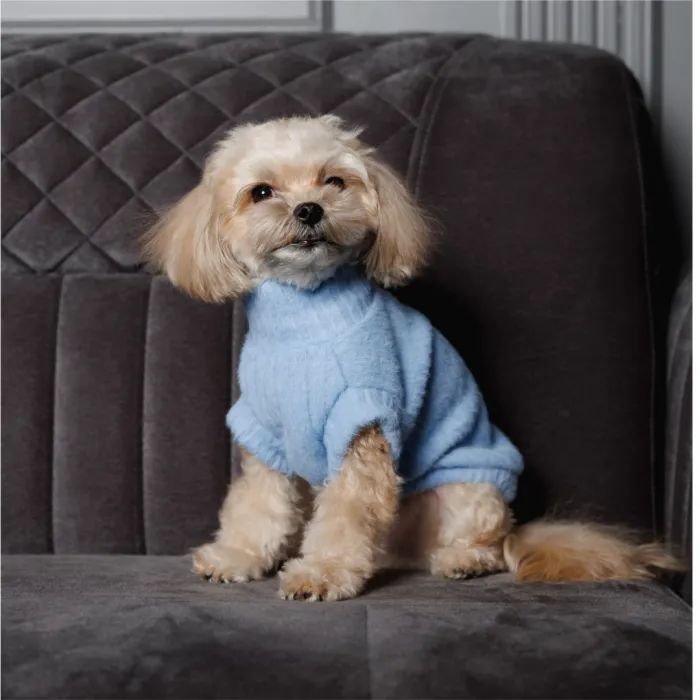 Свитер для животных Pet Fashion Ball XS2 голубой (4823082445103) изображение 3