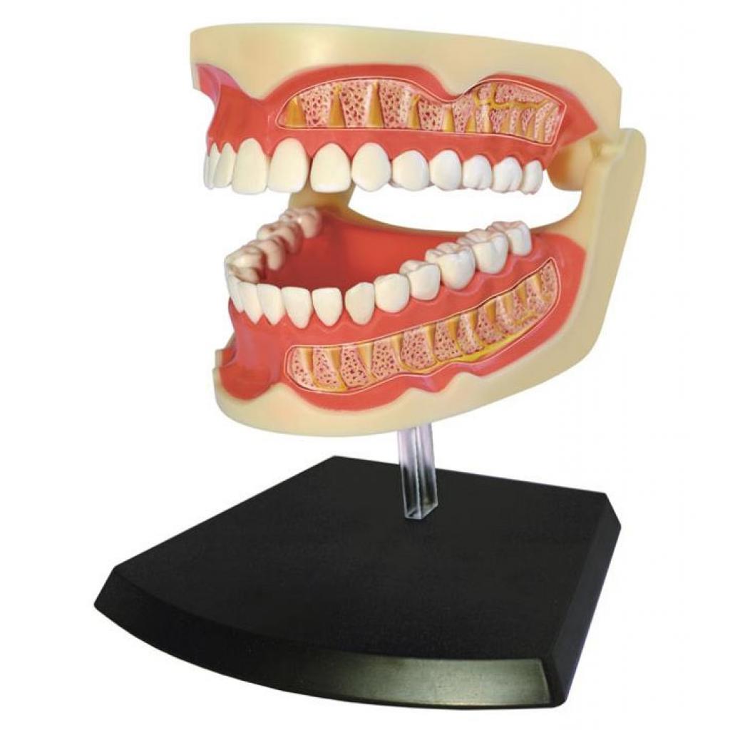 Пазл 4D Master Объемная анатомическая модель Зубной ряд человека (FM-626015) изображение 2