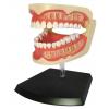 Пазл 4D Master Об'ємна анатомічна модель Зубний ряд людини (FM-626015) зображення 2