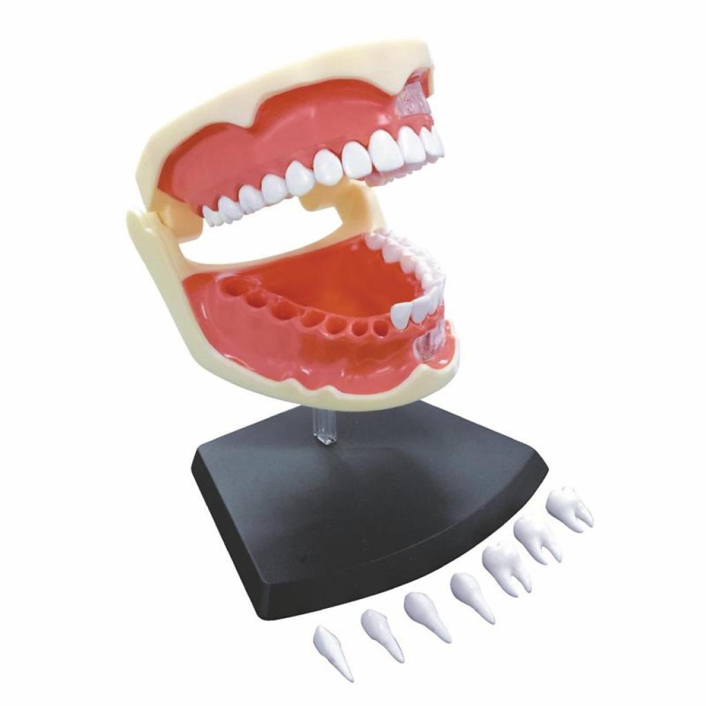 Пазл 4D Master Объемная анатомическая модель Зубной ряд человека (FM-626015) изображение 3